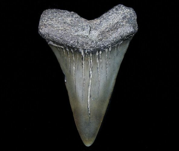 Fossil Mako Shark Tooth - Georgia #75058